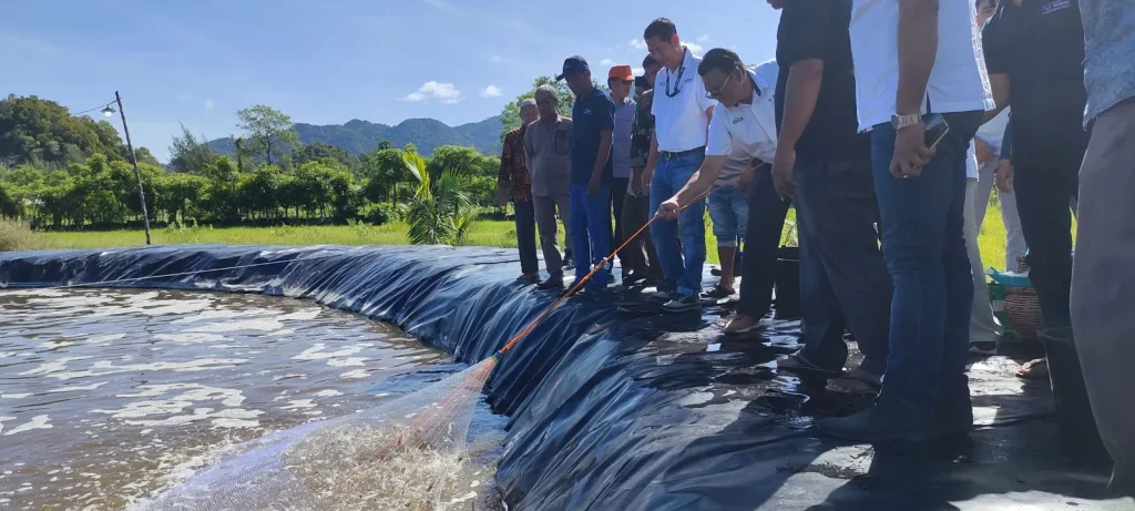 SBA dan Masyarakat Budidayakan Udang Vaname dengan Metode Bioflok