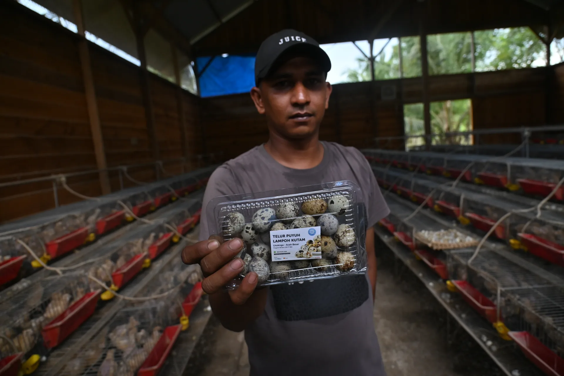 Pulas (Puyuh Andalas)